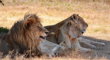 Gauteng Shuttles Lion Park